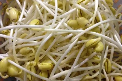 青岛豆芽创业项目(豆芽行业创业的前景如何？)