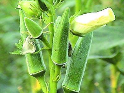 农村种植创业项目(适合农村种植养殖项目)