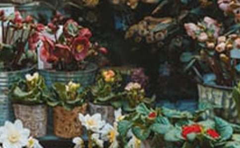 花店创业项目宗旨(大学生花店创业计划书范文1000字)