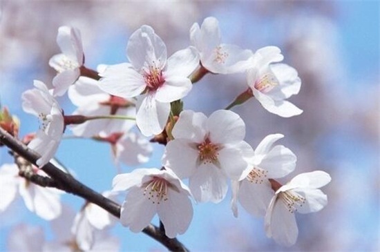 内江养花创业项目(做花土创业项目到底怎么样？)