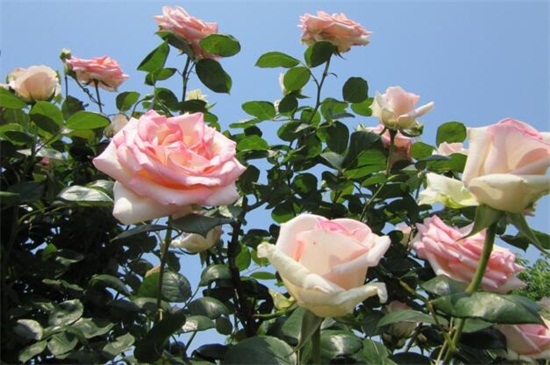 内江养花创业项目(做花土创业项目到底怎么样？)