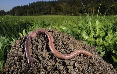 博士大叔创业项目(大连在读博士四万元创业成千万富翁)