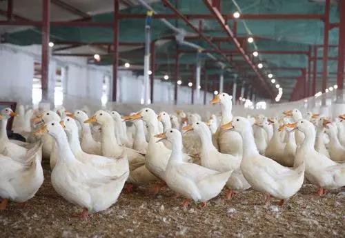 东山手机创业项目(手机创业选择什么项目比较好？)