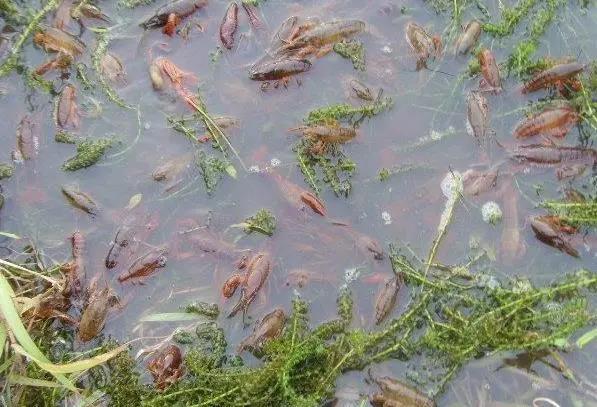 农村万元投资创业项目(农村有哪些创业项目？)