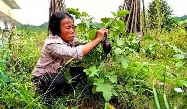 瓷板画创业项目(“抠门”老太每顿只吃泡面，5年攒6000万造瓷宫，现状如何？)