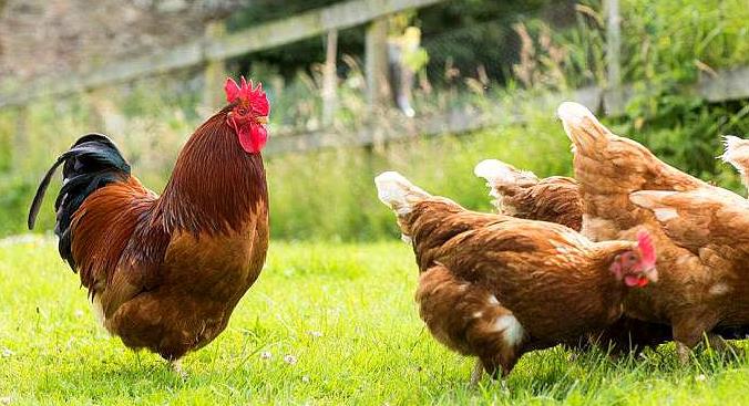 甘肃特色创业项目(甘肃有没有好的创业项目啊，适合大学毕业生的)