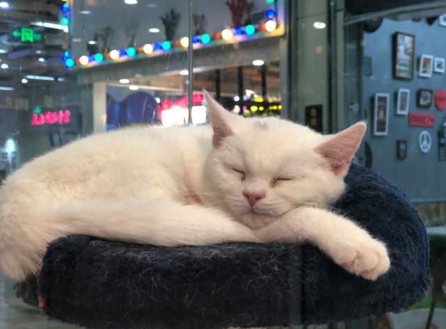 特殊的创业项目(小本利大的特色创业项目有哪些)