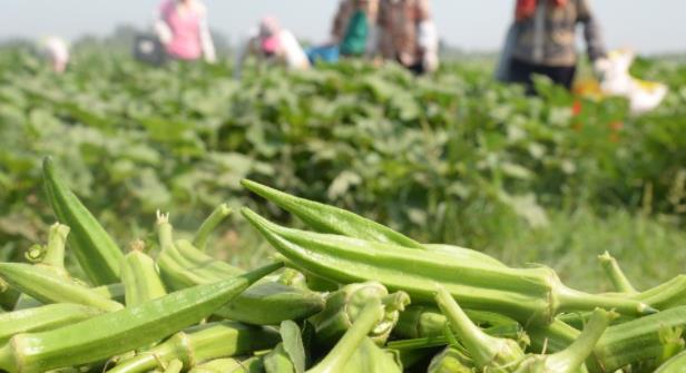 黄南州创业项目(13个农村创业致富的好项目)