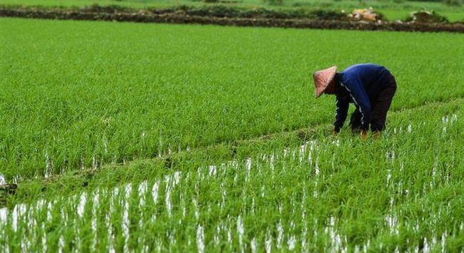 种植创业项目(农村致富的好项目有哪些)