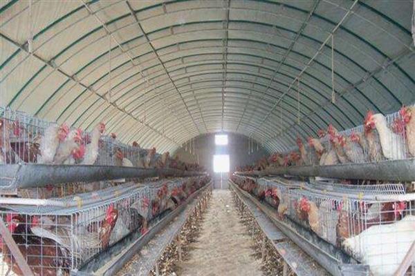 养鸡厂创业项目(想开一个养鸡场，应该怎么做)