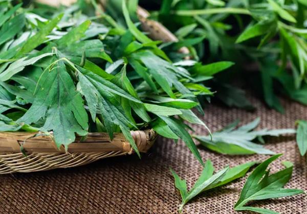 种植药材创业项目(现在种植什么药材最赚钱)