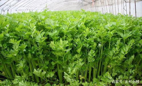 芹菜有机菌肥创业项目(有机蔬菜创业故事)