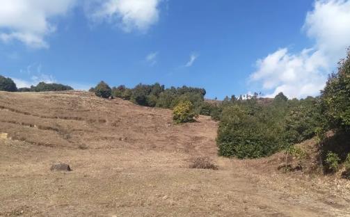 山上的创业项目(6个农村创业好项目)