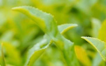 秋天茶叶创业项目(适合小本创业的茶饮项目有哪些？)