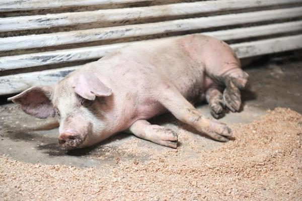 首选回乡创业项目(回乡创业，做什么最合适？有推荐的吗？)