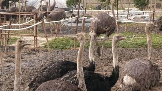 学生回家创业项目(电商 返乡创业项目？)