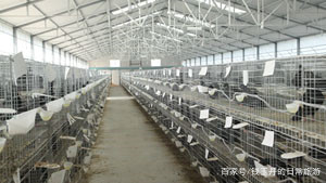 养殖鸽子创业项目(养鸽子怎么样，投资大吗？)