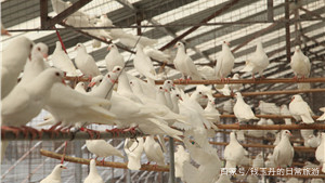 养殖鸽子创业项目(养鸽子怎么样，投资大吗？)