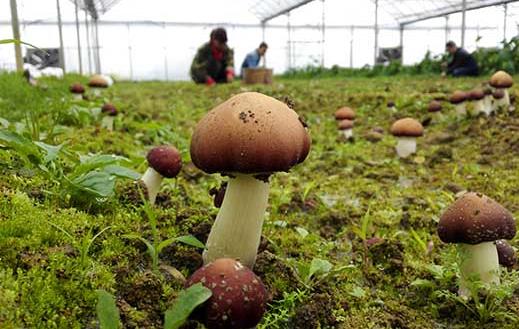 儿童蔬菜创业项目(个性创业项目有哪些)