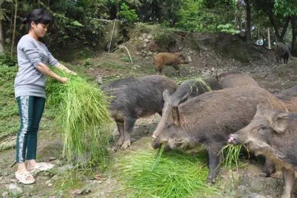 农村乡镇创业项目大全(十个农村创业项目推荐)