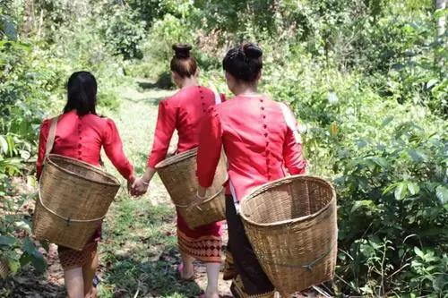 老挝茶叶创业项目(我有30万RMB在老挝在老挝想做点生意,有不知道做什么好!!!)