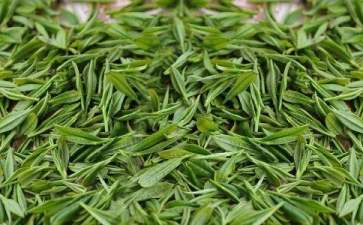 老挝茶叶创业项目(我有30万RMB在老挝在老挝想做点生意,有不知道做什么好!!!)