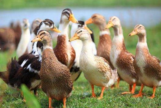 南方创业项目(40个冷门的创业项目推荐)