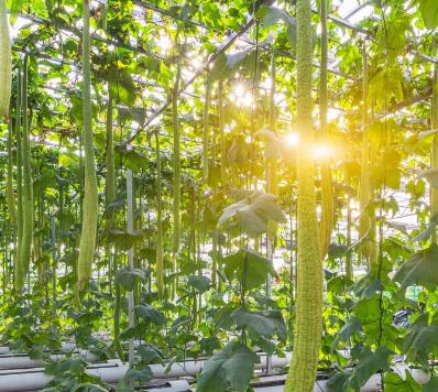 山东创业项目(山东宁津村民卖花营养液年入三百万，如今创业选择什么项目好？)