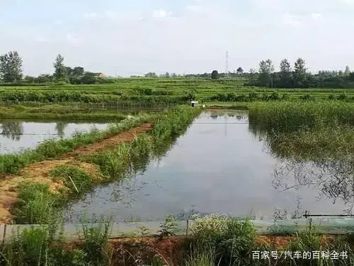 回乡创业项目经营(打工累了，不如回乡创业，这几个致富项目前景看好)