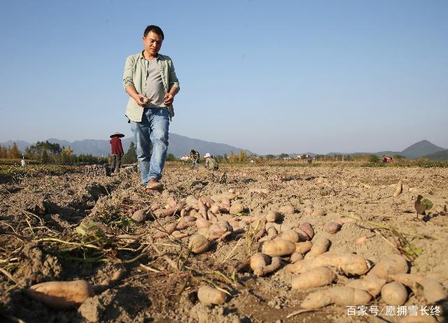 致富创业项目红薯(桂林小伙返乡创业，把红薯卖到日本，创办合作社年入过万，你想了解一下吗？)