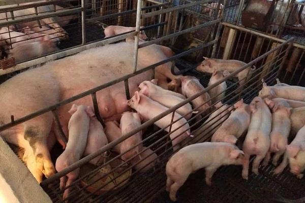 新年回乡创业项目(回乡创业，做什么最合适？有推荐的吗？)