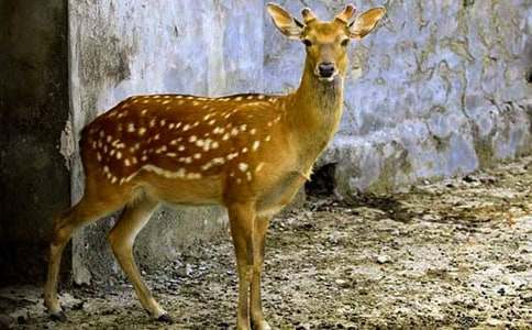 莱州创业项目(又是一年春来早更有人勤万象欣什么意思)