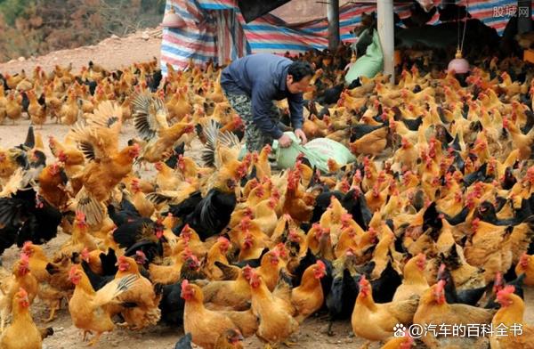 全市返乡创业项目(想回农村发展，做什么项目好呢？)