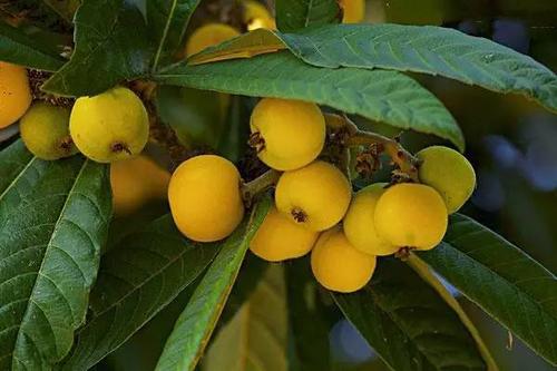 枇杷基地创业项目(福建泉州哪里有枇杷苗基地)