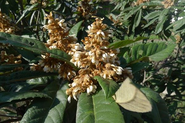 枇杷基地创业项目(福建泉州哪里有枇杷苗基地)
