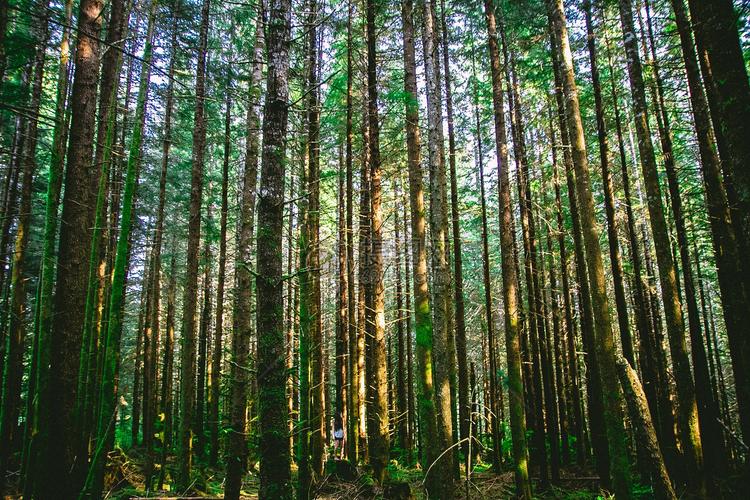 杂草树叶创业项目(把照片印在树叶上，创意开启创业之旅)