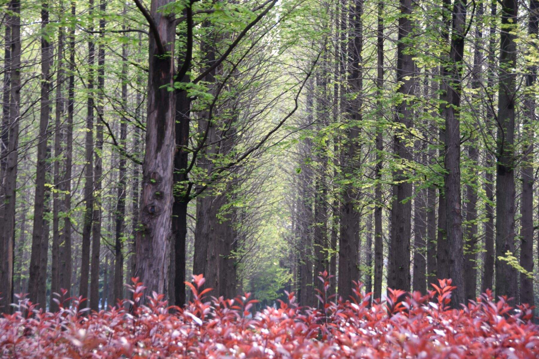 杂草树叶创业项目(把照片印在树叶上，创意开启创业之旅)