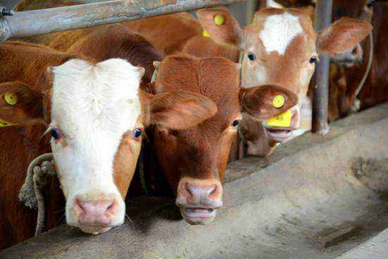 创业项目动物(养兔子创业项目可以赚钱吗？)