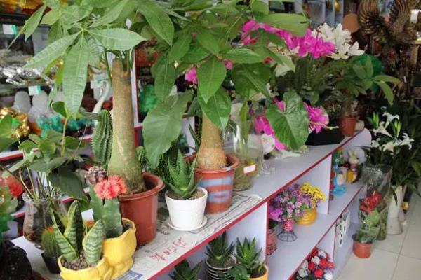 苗木培育创业项目方案(求一份种植合作社的创业计划书范文)