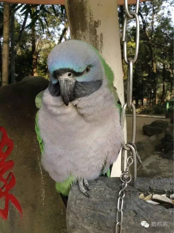 成都鸟语林注册资金(成都塔子山公园鸟语林) 成都鸟语林注册资金(成都塔子山公园鸟语林)