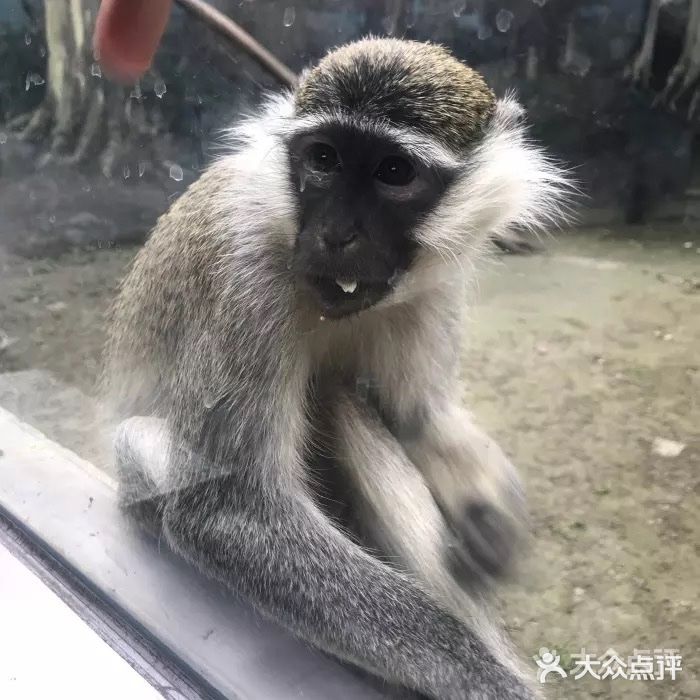 成都动物园注册信息(成都动物园注册信息公示)