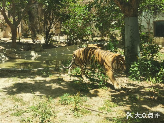 成都动物园注册信息(成都动物园注册信息公示)