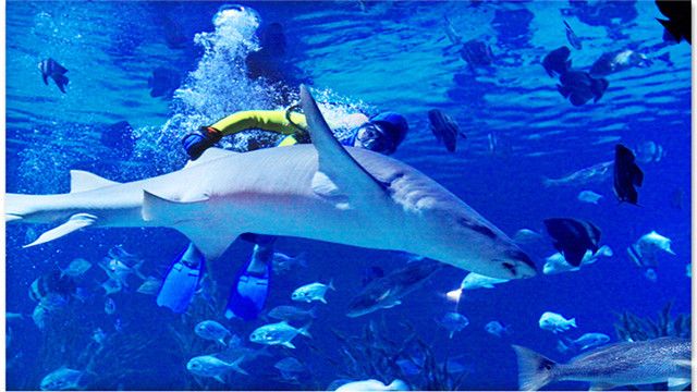 成都极地海洋世界注册信息(成都极地海洋世界注册信息查询)