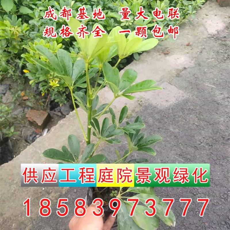 包含注册苗木公司要多少钱成都的词条