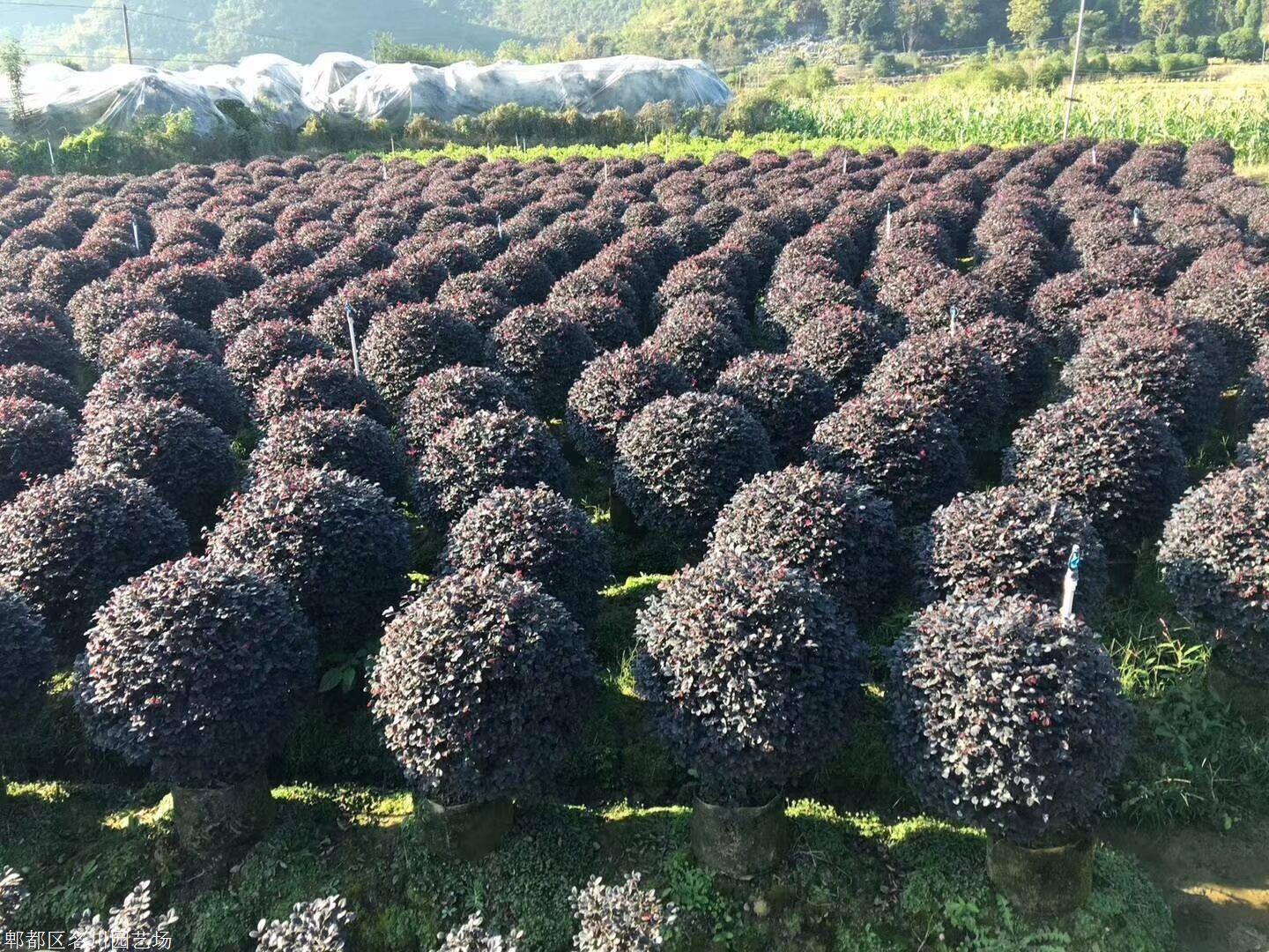 包含注册苗木公司要多少钱成都的词条 包含注册苗木公司要多少钱成都的词条