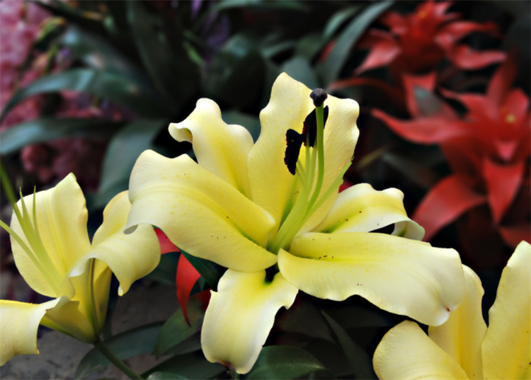 百合花语经典话语(百合花发朋友圈配语)