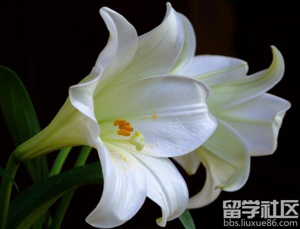 百合花语经典话语(百合花发朋友圈配语) 百合花语经典话语(百合花发朋友圈配语)