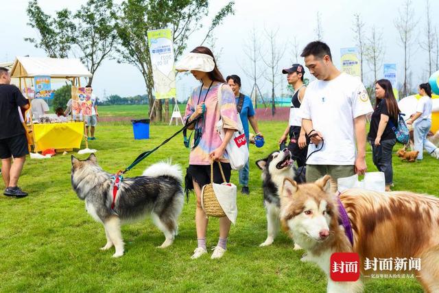 成都狗狗注册(成都狗狗领养网站) 成都狗狗注册(成都狗狗领养网站)