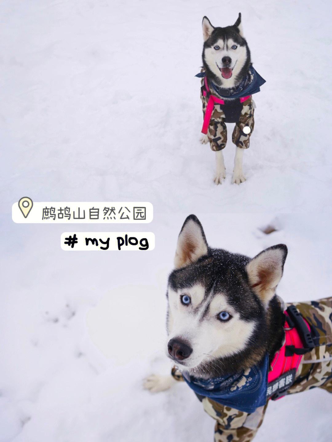 成都狗狗注册(成都狗狗领养网站) 成都狗狗注册(成都狗狗领养网站)