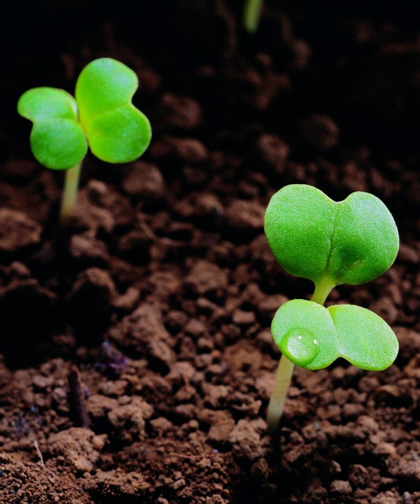 种子资源(种子资源磁力搜索器)